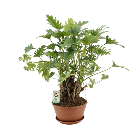 Philodendron Xanadu Op Stam – pflegeleichte Zimmerpflanze Ø22cm