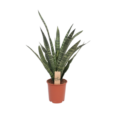 Sansevieria Diamond Green – Pflegeleichte Zimmerpflanze Ø14cm
