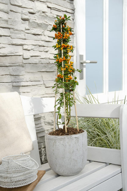 Pyracantha 'Orange Glow' – Robuster Feuerdorn mit leuchtenden Beeren