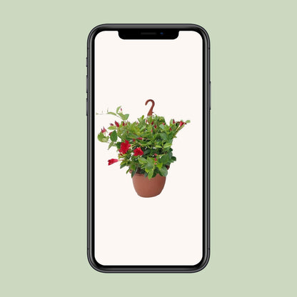 Sundaville Hängekorb Tricolor Ø25cm – Mandevilla mit prächtigen Blüten