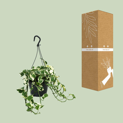 Scindapsus N’Joy – Pflegeleichte Zimmerpflanze Ø15cm