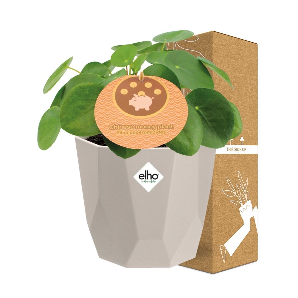 Pilea Peperomioides 12cm im ELHO b.for rock 14 cm warm grey