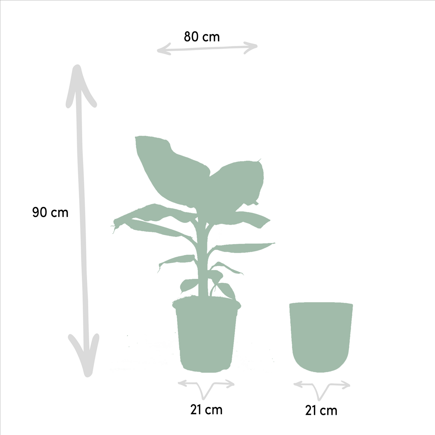 Zwerg-Banane 'Cavendish' – Tropische Zimmerpflanze Ø21cm
