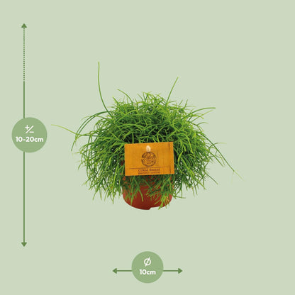 Rhipsalis Cassutha – Pflegeleichte tropische Zimmerpflanze Ø11cm
