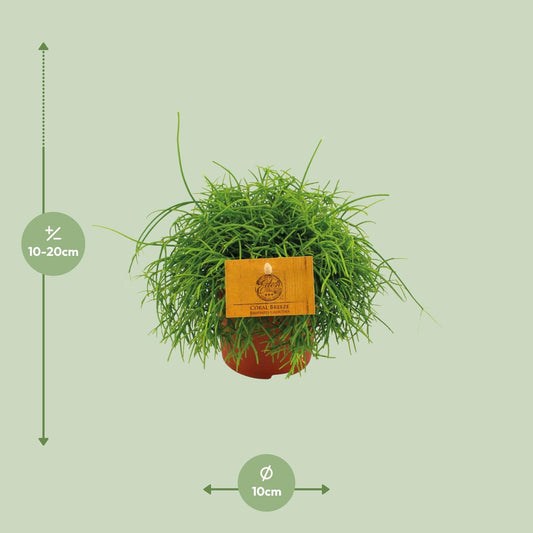Rhipsalis Cassutha – Pflegeleichte tropische Zimmerpflanze Ø11cm