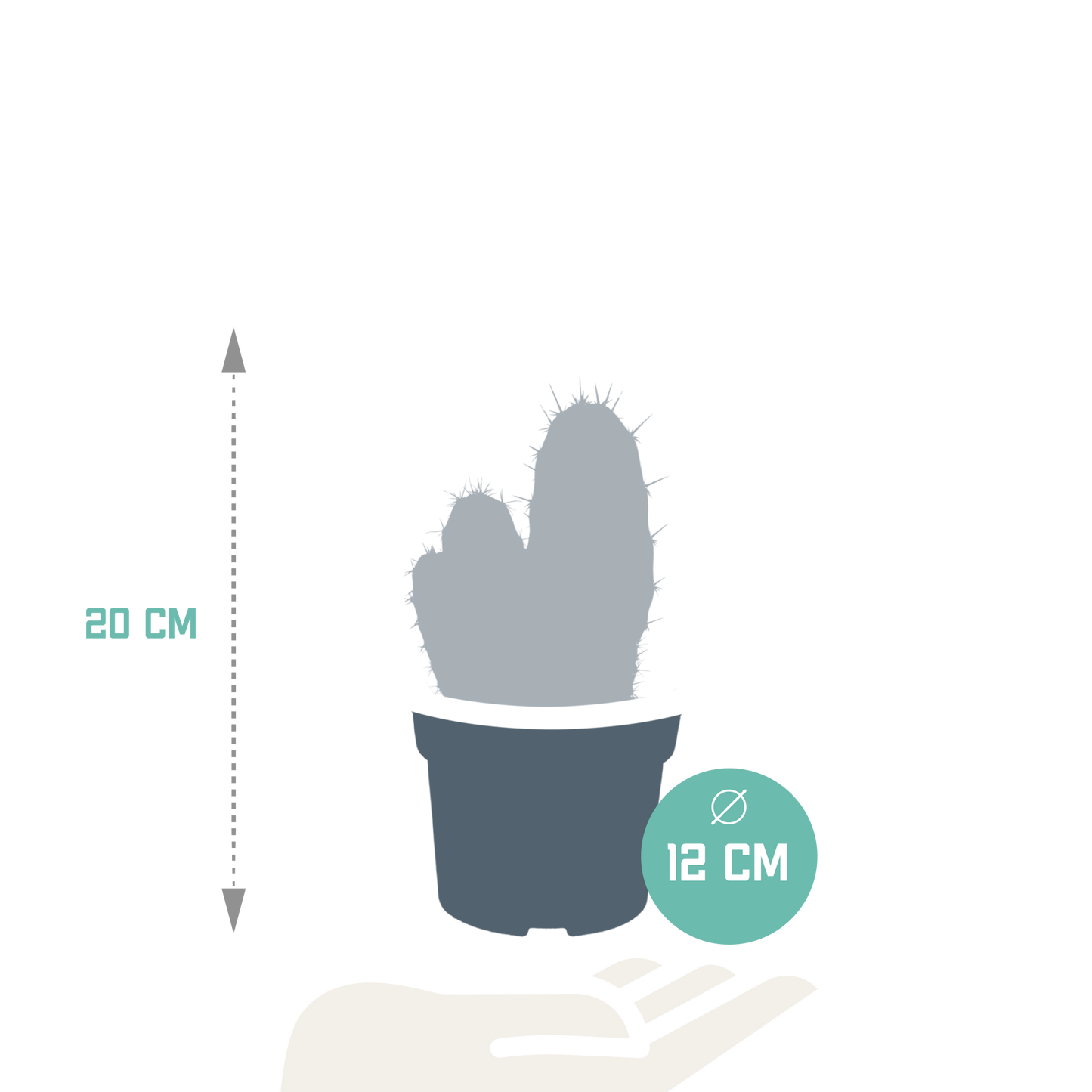 Polaskia Chula Säulenkaktus 12 cm – Pflegeleicht & Modern