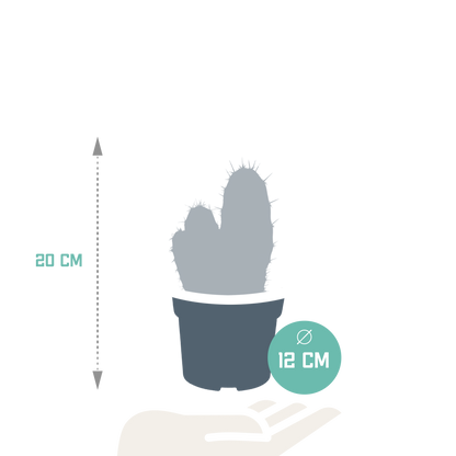 Polaskia Chula Säulenkaktus 12 cm – Pflegeleicht & Modern