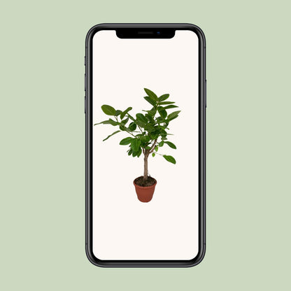 Ficus Altissima – Pflegeleichte Zimmerpflanze Ø26cm, 110cm hoch