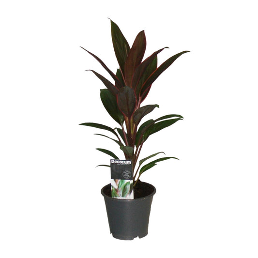 Cordyline Rumba – Pflegeleichte Tropische Zimmerpflanze Ø12cm