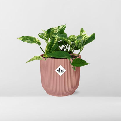 Scindapsus Marble Queen in ELHO Vibes Fold 14cm rosa