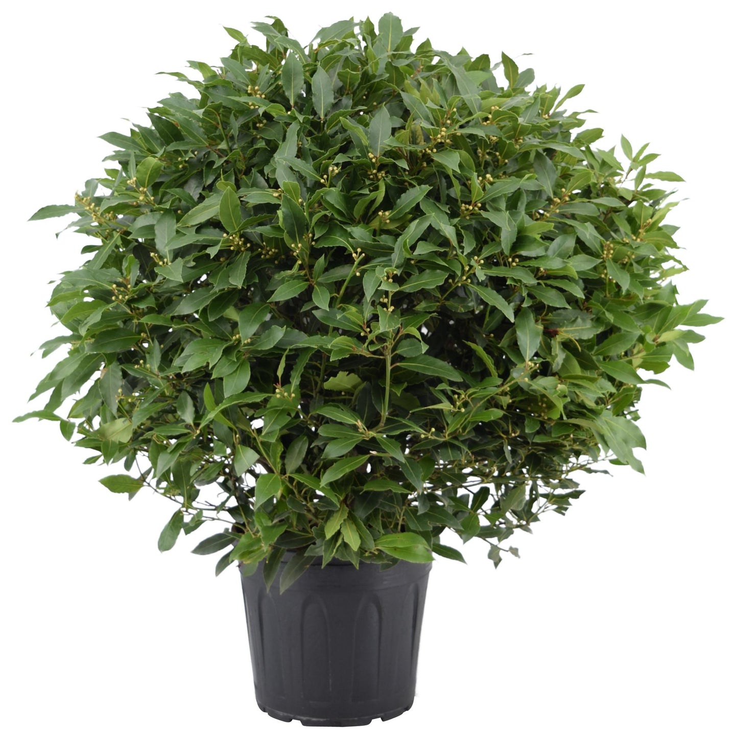 Laurus Nobilis Bol Zonder Stam – Ø30cm, ca. 110cm hoch
