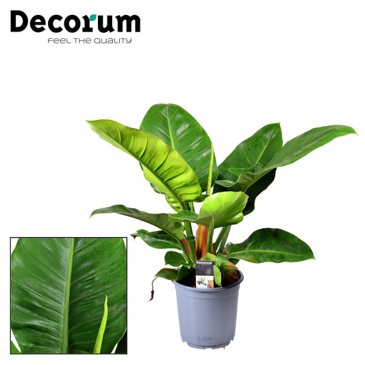 Philodendron Imperial Green – pflegeleichte Zimmerpflanze Ø19cm