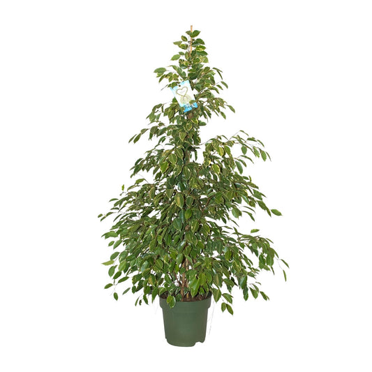 Ficus Benjamina Golden King – Pflegeleichte Zimmerpflanze Ø27cm