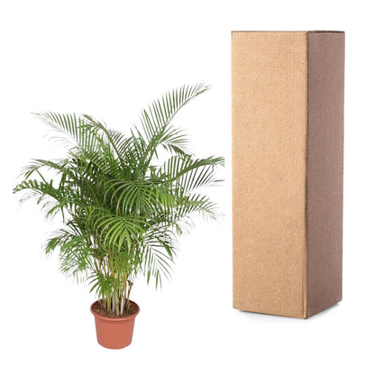 Dypsis Lutescens (Goldpalme) – 200 cm, ø40 cm, pflegeleicht