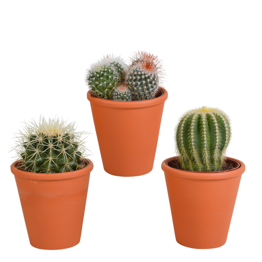 Bolcactus Kakteen-Mischung im Terrakottatopf 8,5 cm