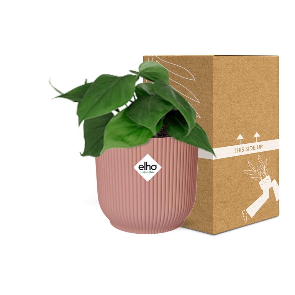 Philodendron Scandens in ELHO Vibes Fold 14cm rosa
