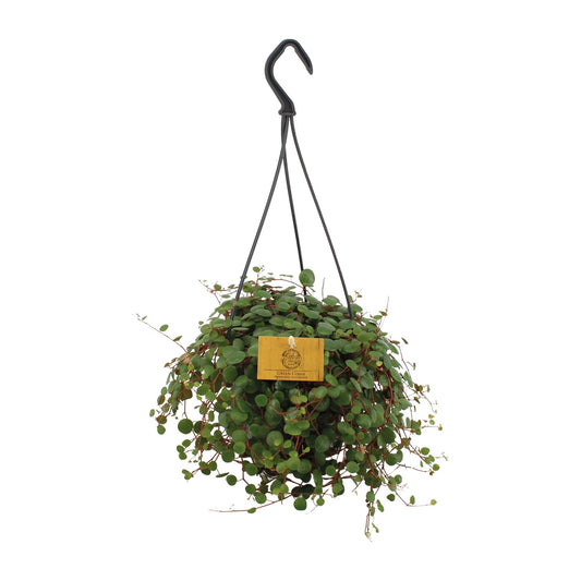 Peperomia Pepperspot – Pflegeleichte Zimmerpflanze Ø15cm