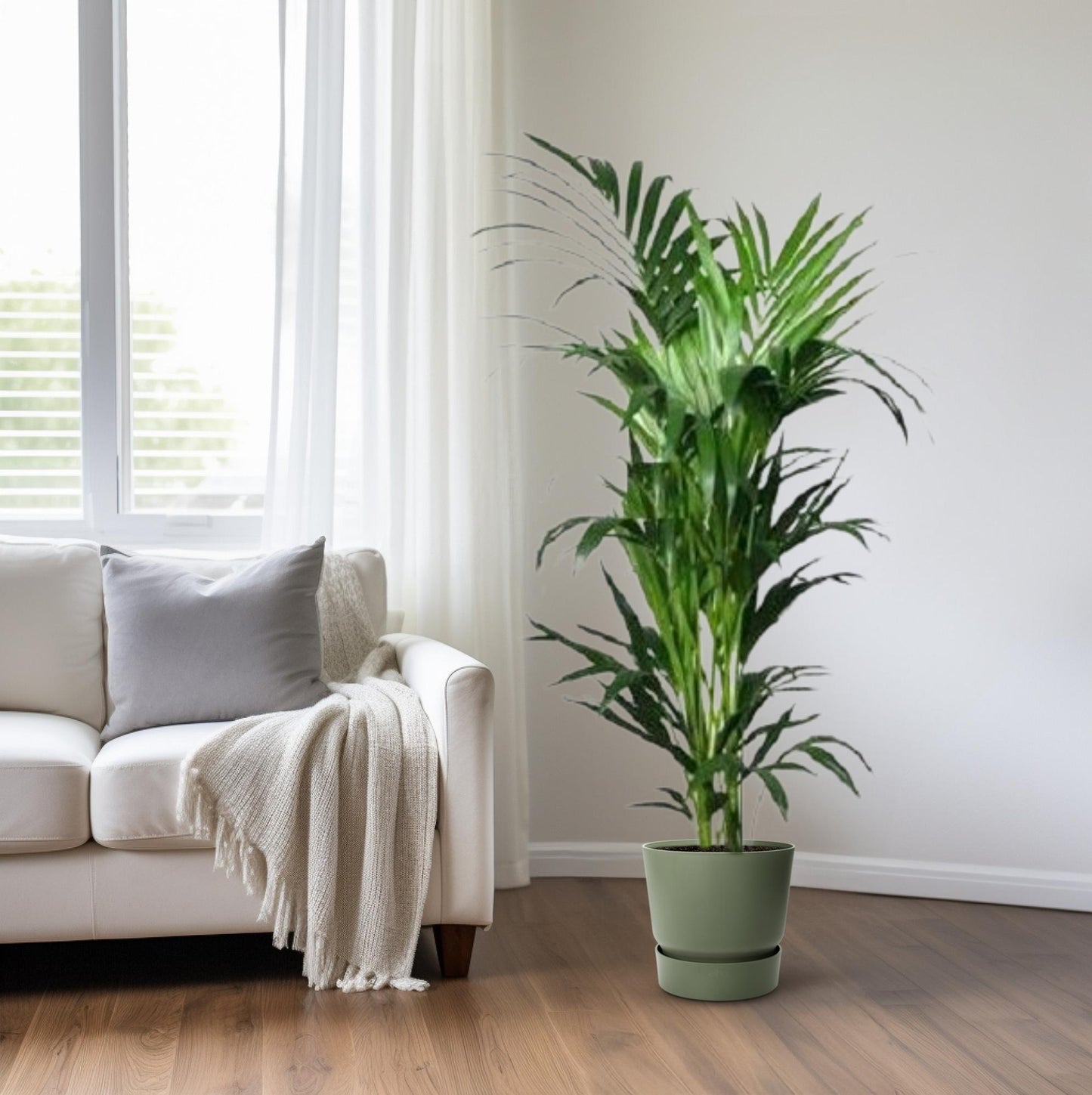 Howea forsteriana – Kentia-Palme Ø24cm, 150cm hoch