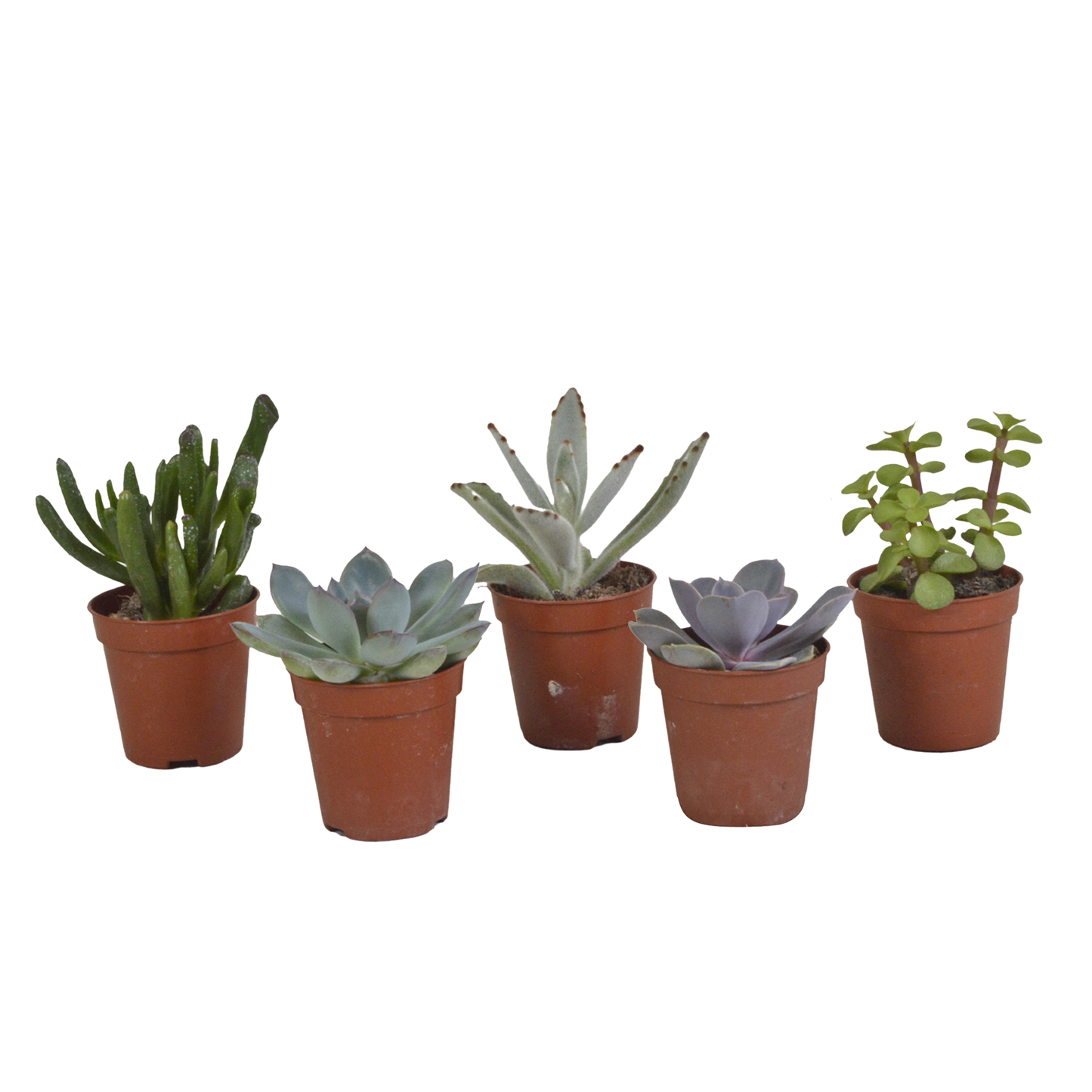 Vetplanten Sukkulenten-Mischung 5er Set 5,5 cm