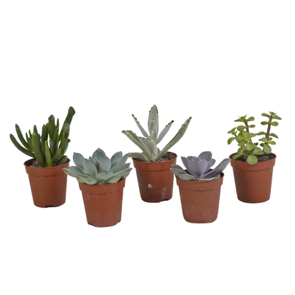 Vetplanten Sukkulenten-Mischung 5er Set 5,5 cm