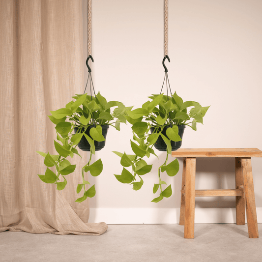 Efeutute Golden Pothos 2er Set – pflegeleichte Zimmerpflanzen Ø15cm
