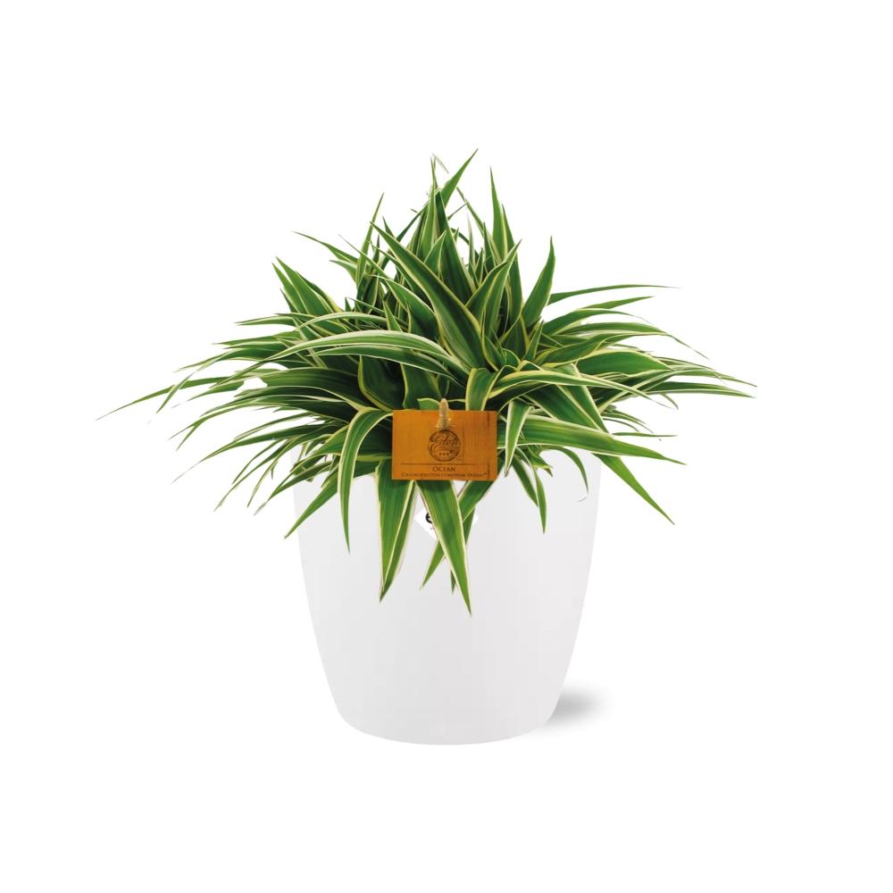 Chlorophytum Ocean 15 cm in ELHO Brussels Topf Weiß