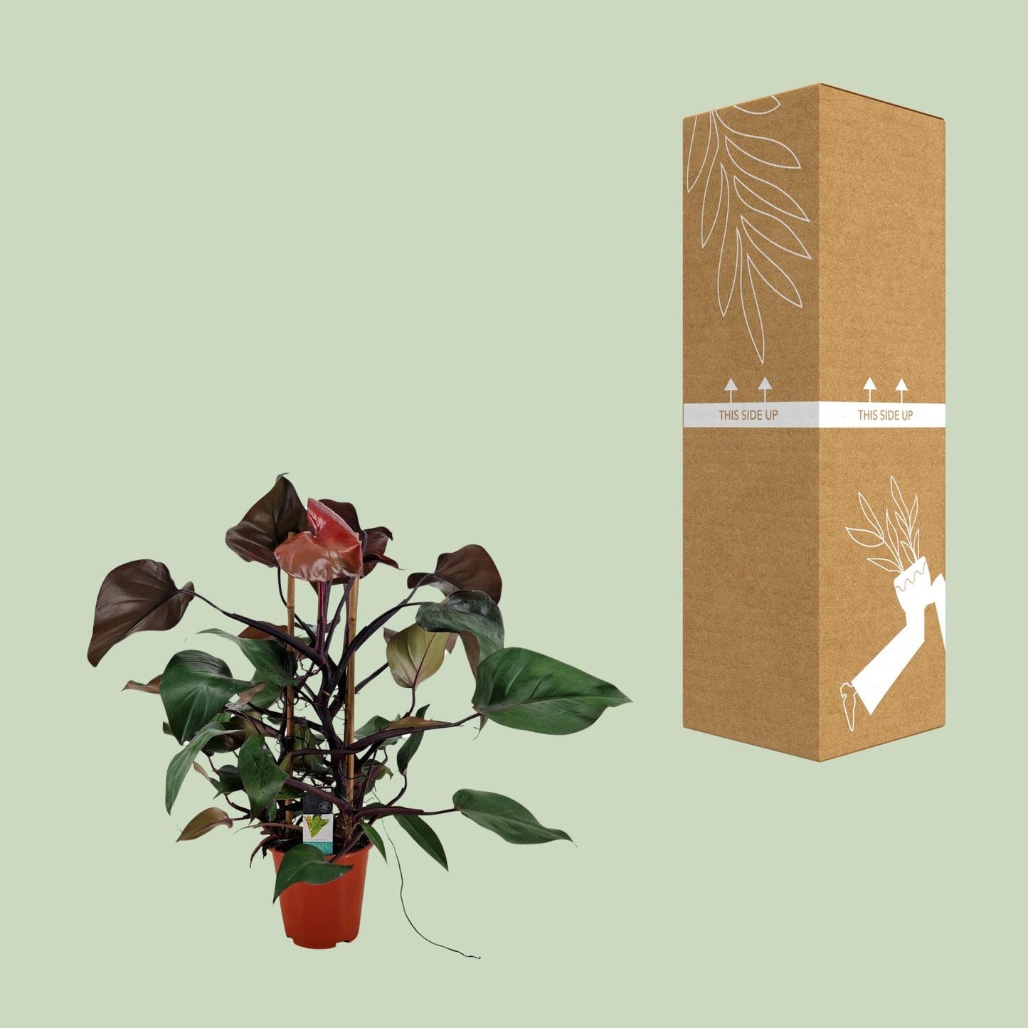 Philodendron Ruby Pyramide – Pflegeleichte Zimmerpflanze Ø19cm