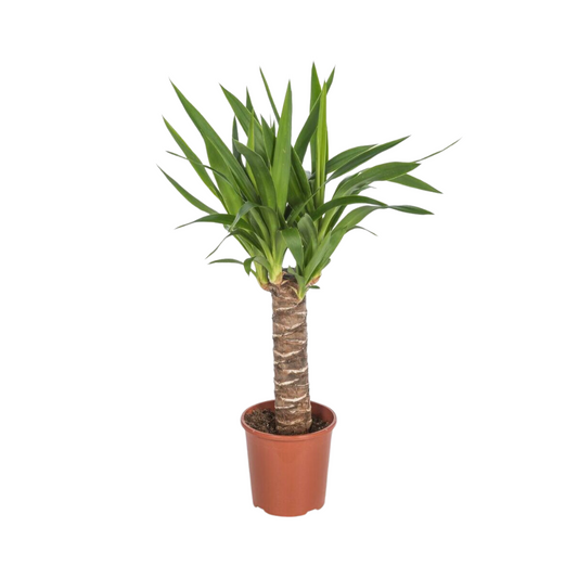 Yucca Enkelestam – Pflegeleichte Zimmerpflanze Ø17cm, 65cm hoch