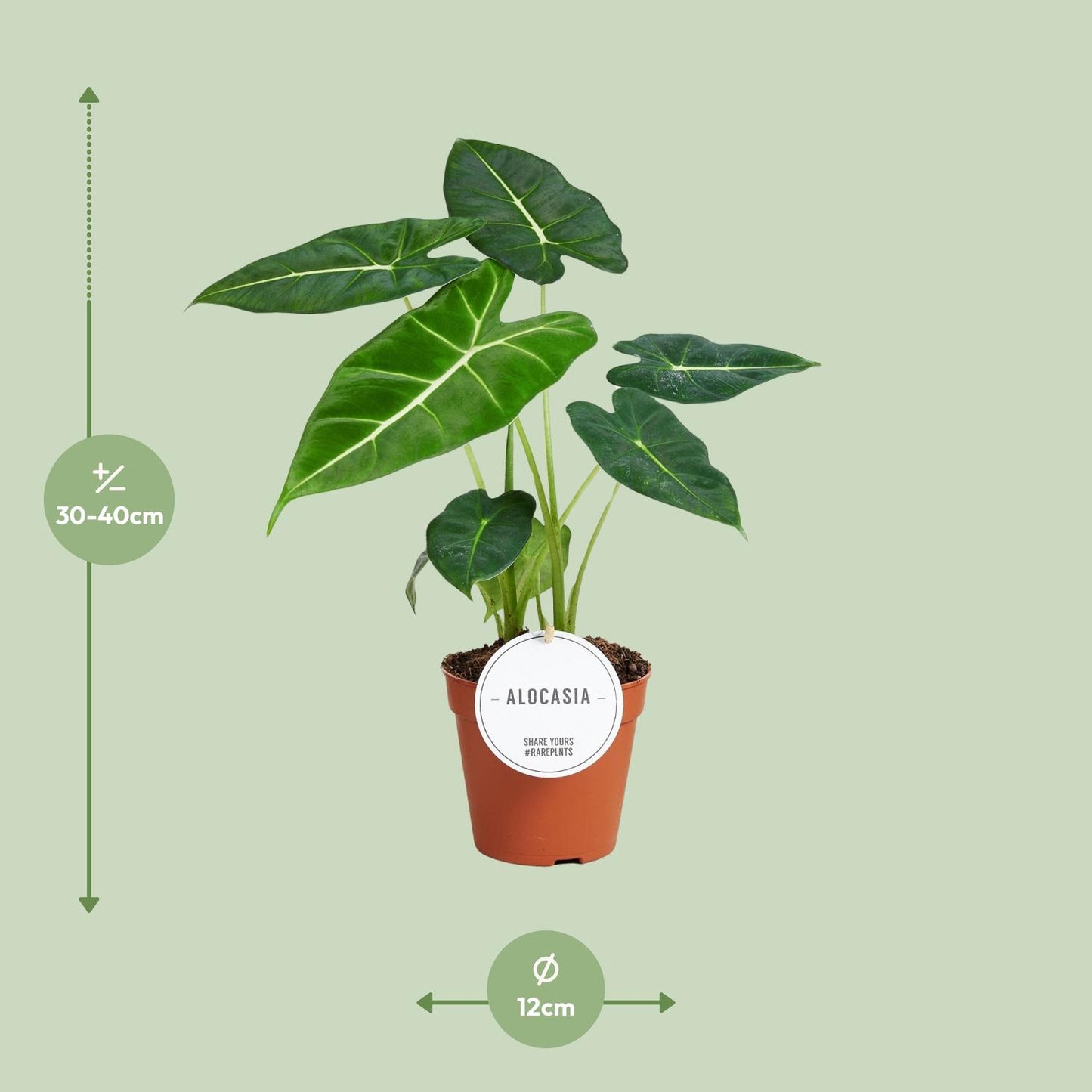 Alocasia Frydek – Tropisches Elefantenohr für Ihr Zuhause