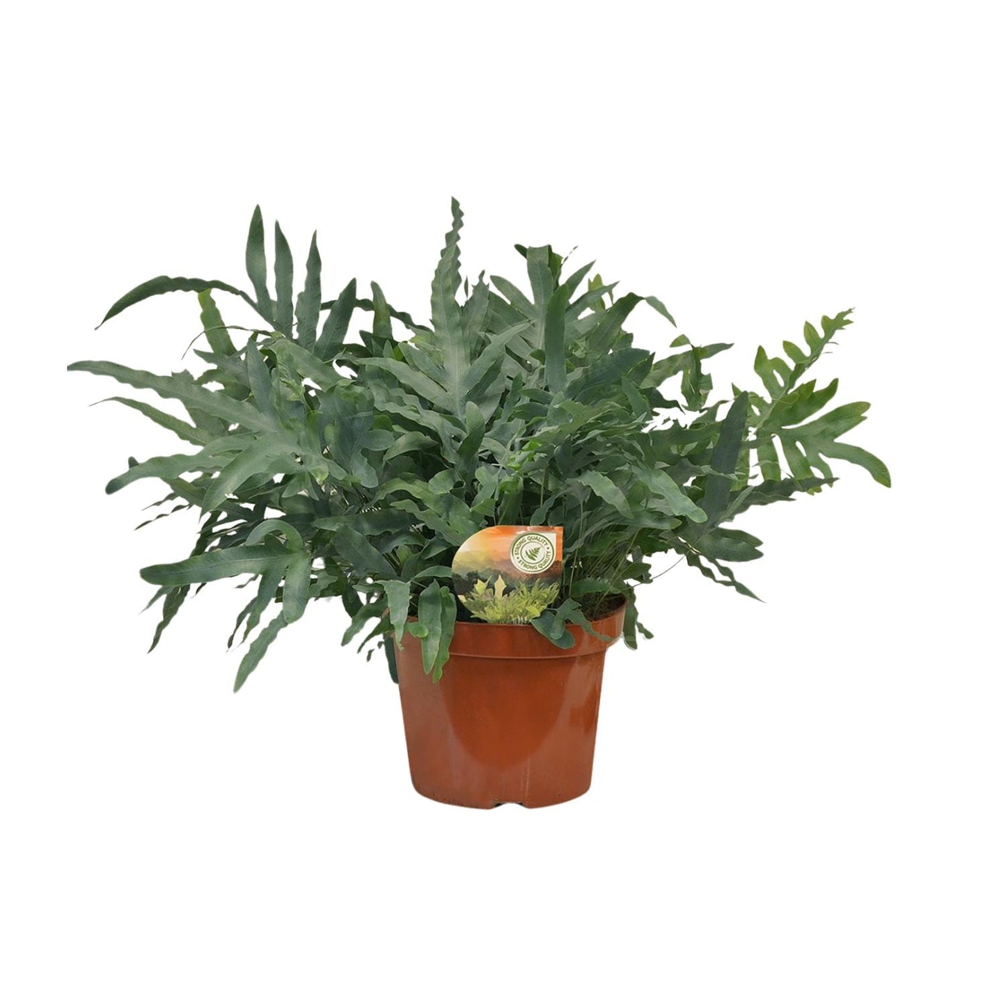 Phlebodium Blue Star – Luftreinigender Farneffekt