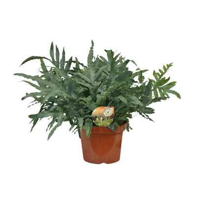 Phlebodium Blue Star – Luftreinigender Farneffekt