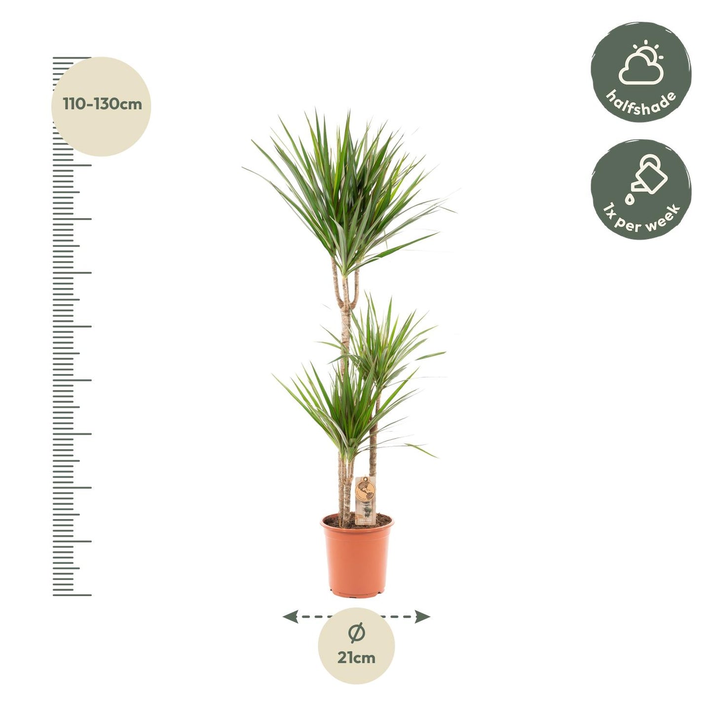Dracaena Marginata – Pflegeleichter Drachenbaum Ø21cm