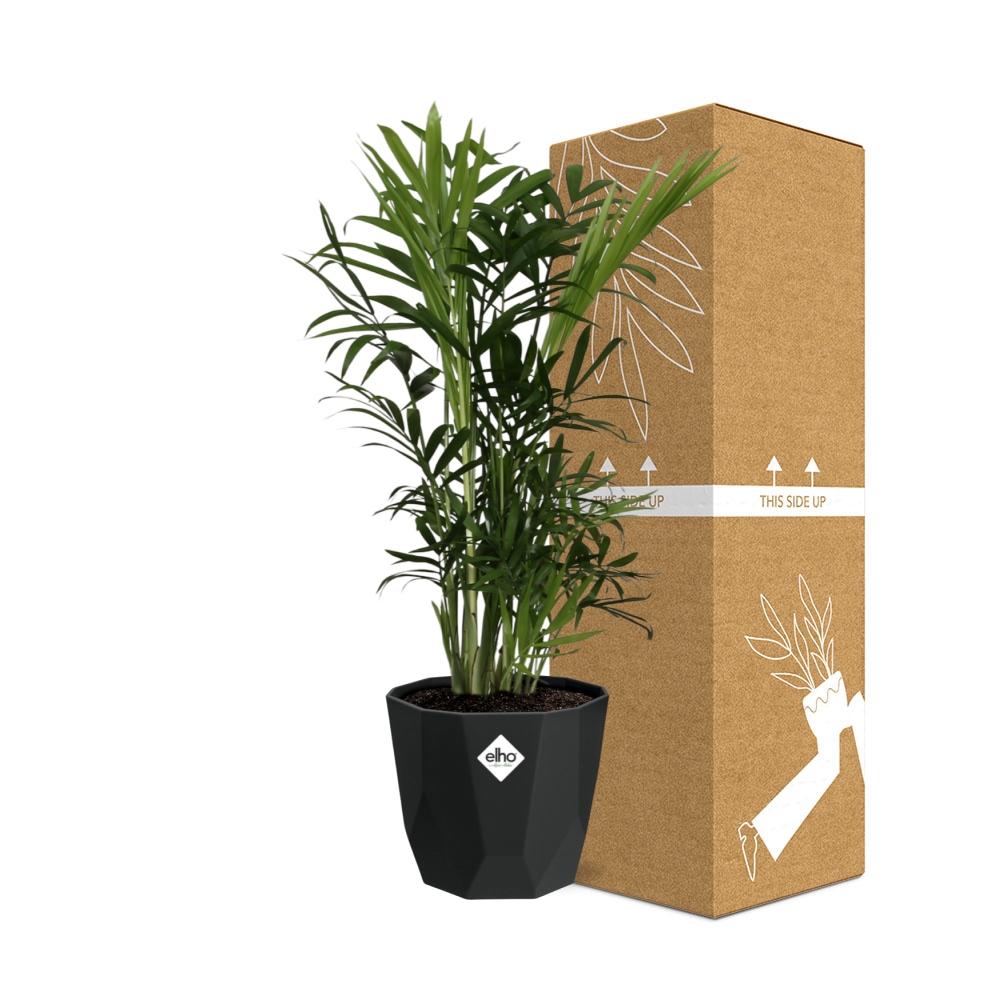 Chamaedorea Elegans – Zwergbergpalme in 14cm Topf schwarz