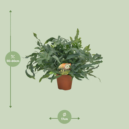 Phlebodium Blue Star – Luftreinigende Zimmerpflanze Ø17cm