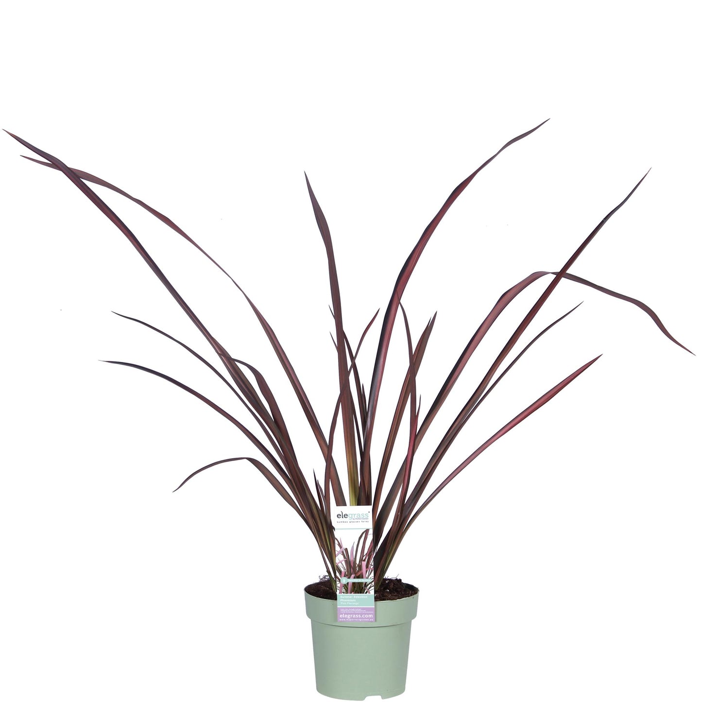 Phormium 'Pink Flamingo' – Bunter, immergrüner Strauch Ø14cm