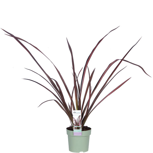 Phormium 'Pink Flamingo' – Bunter, immergrüner Strauch Ø14cm