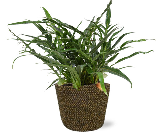 Aufsitzfarn 'Coronans' – Pflegeleichte exotische Zimmerpflanze 45 cm