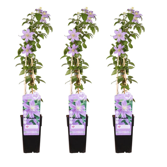 3x Clematis Justa – Pflegeleichte blühende Kletterpflanze Ø15cm