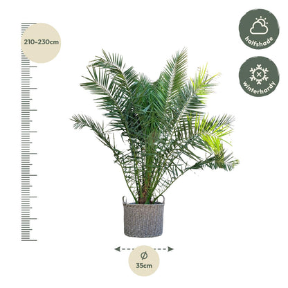 Phoenix Canariensis – Kanarische Dattelpalme 300 cm