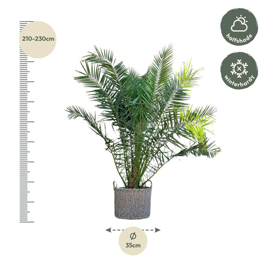 Phoenix Canariensis – Kanarische Dattelpalme 300 cm