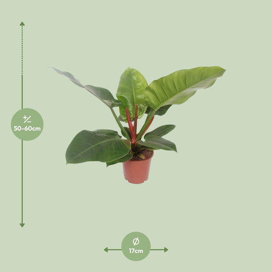 Philodendron Imperial Green – 60 cm pflegeleichte Zimmerpflanze