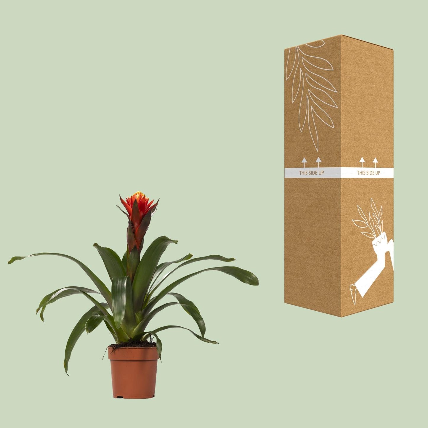 Guzmania Happiness – Tropische, pflegeleichte Zimmerpflanze Ø12 cm