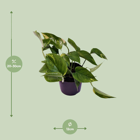 Scindapsus Aureum – Pflegeleichte Zimmerpflanze Ø12cm