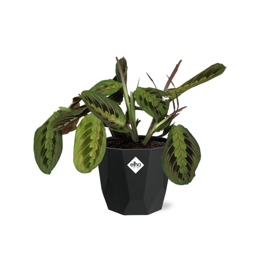Maranta Leuconeura ‘Fascinator’ – Pflegeleichte Gebetspflanze 14cm