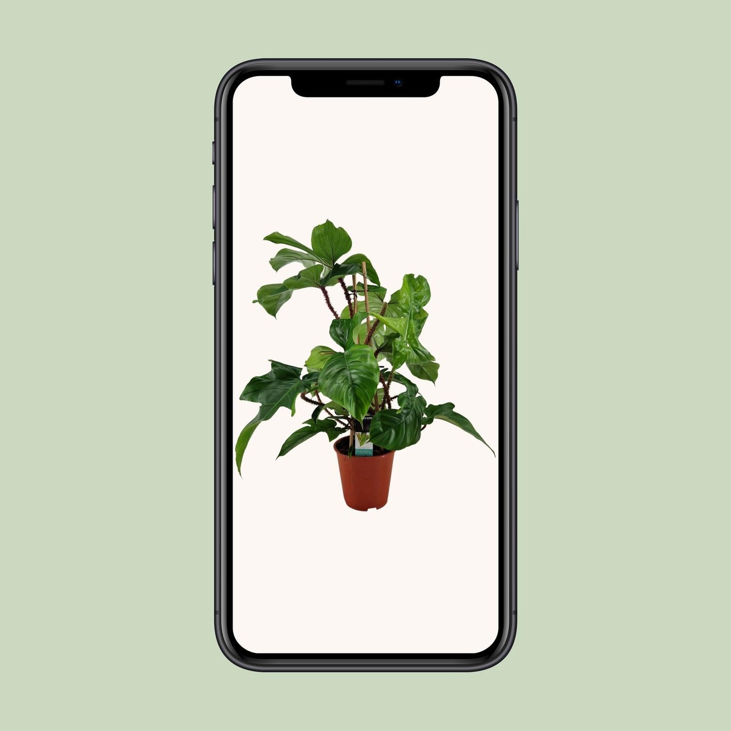 Philodendron Squamiferum – Pflegeleichte Zimmerpflanze Ø19cm