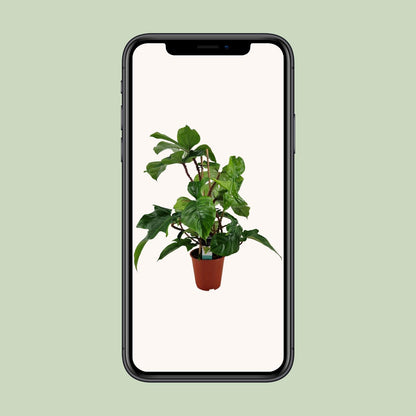 Philodendron Squamiferum – Pflegeleichte Zimmerpflanze Ø19cm