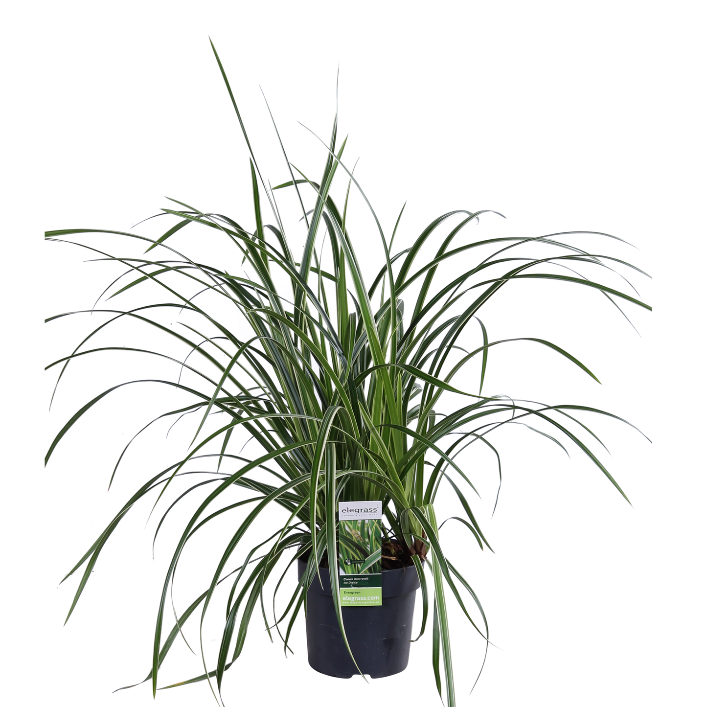 3x Carex morrowii 'Ice Dance' – Immergrünes Ziergras Ø14cm