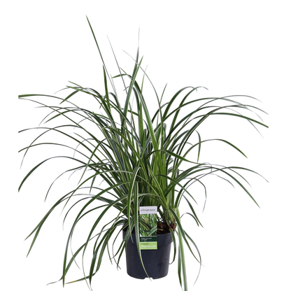 3x Carex morrowii 'Ice Dance' – Immergrünes Ziergras Ø14cm