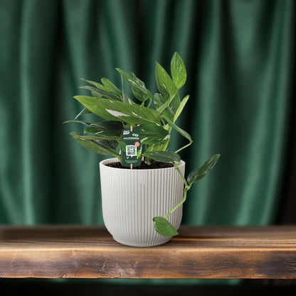 Philodendron Cobra Toef – Pflegeleichte Zimmerpflanze Ø17cm