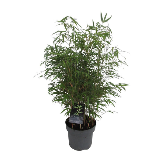 Drachenkopf-Bambus Fargesia Rufa – Pflegeleichter Bambus 95 cm